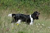 SPRINGER SPANIEL 018